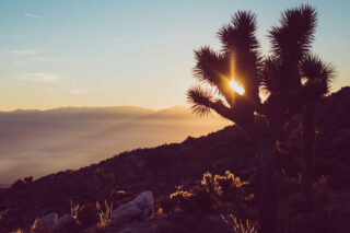 photo - joshua tree at sunset